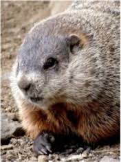 groundhog