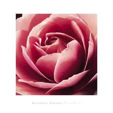 لغـــــــــــــــــــ الورود ــــــــــــــــــــــــــــة Calvert-rosemarie-pink-rose-8401023