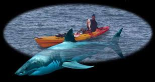 largest shark pictures