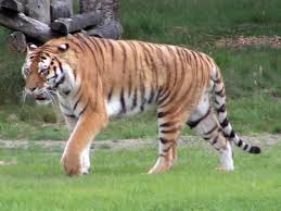 الحيوانات الصيادة Tigre_siberie_03%255B1%255D