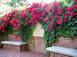 climbing rose trellis