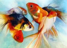 fantail goldfish pictures
