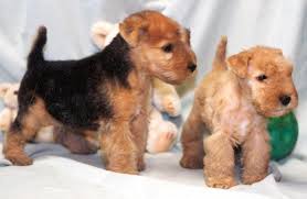 The Lakeland Terrier