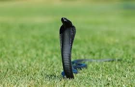 black spitting cobra