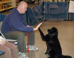 dog hand signals