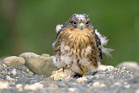 peregrine falcon feathers