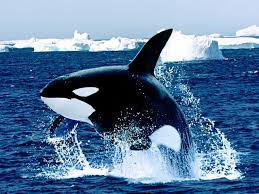 killer whale wallpapers