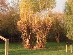 A willow house makes a popular