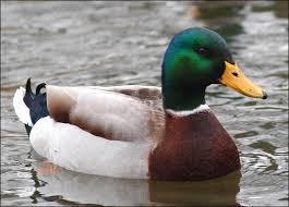 picture of a duck