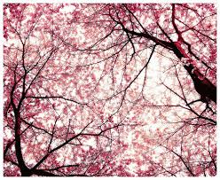 cherry blossom