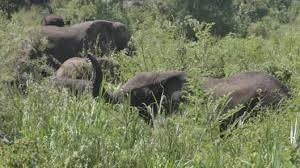 animals of the nile river