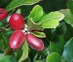 Miracle-fruit.jpg
