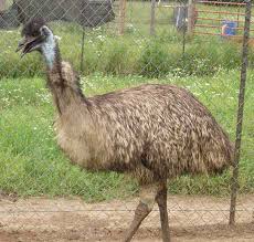 largest birds