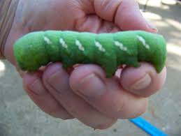 big green caterpillars