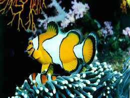 animated fish clipart