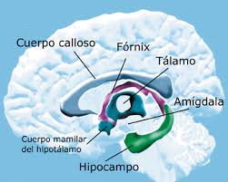 sistema limbico