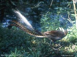 Superb Lyrebird