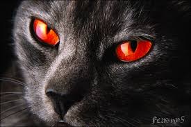 TOMATOFACE AND POTATOFOOT Evil_red_eyed_black_cat_by_Flashy5