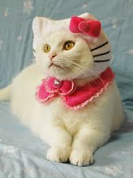 hello kitty cat