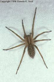 wolf spider species