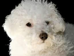bichon