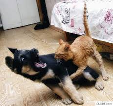 funny puppies