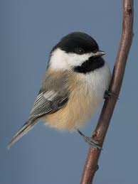 chickadee photos