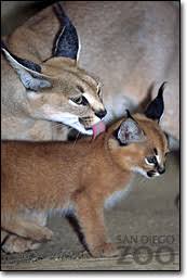 caracal and kitten