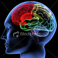 صراحة!!!!! غريبة!!بالصور Istockphoto_5809739-brain