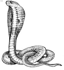 king cobra coloring page