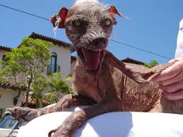 worlds ugliest dog