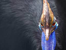 large flightless birds