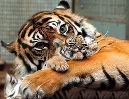 tiger wallpapers