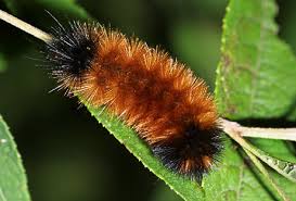 caterpillars pictures
