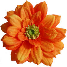 orange daisies