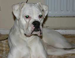 white boxer dogs