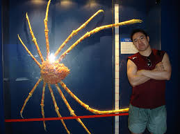 japanese spider crab