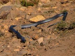 black spitting cobra