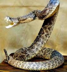 snake pictures