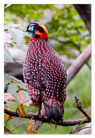 most colorful bird