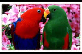 love parrots
