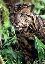 big cat pictures