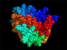 EPO stimulates bone marrow