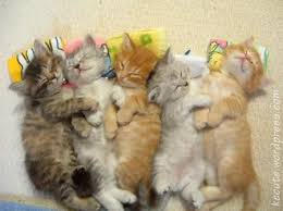 kitties