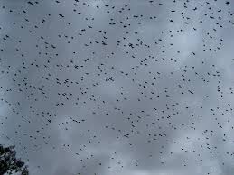 Thousands of dead birds