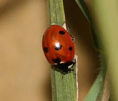 chinese beetle ladybug
