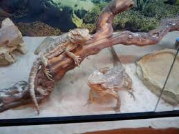 bearded dragon gallery