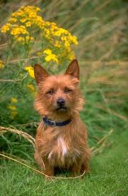 australian terrier