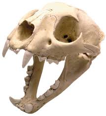 mountain lion skull