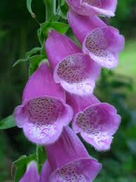 نباتات مفترسة (ما وراء الطبيعة) Foxglove-713309